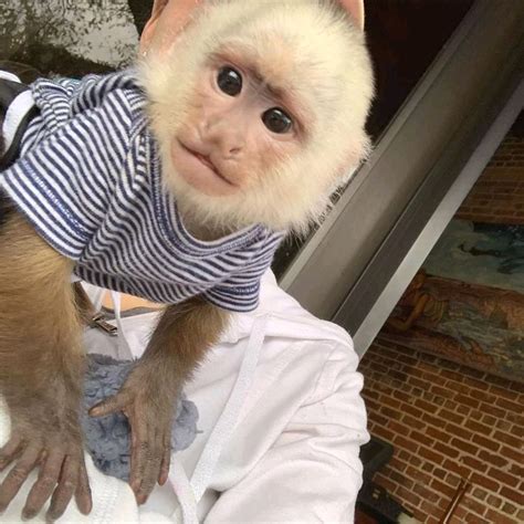 Adorable USDA registered female 4 months old <b>Capuchin</b> <b>monkey</b> which is available for a new. . Capuchin monkey for sale north carolina